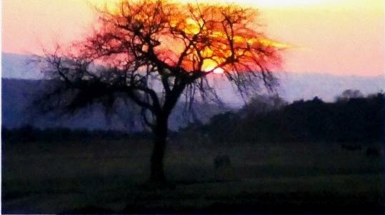 Kirschbaum im Sonnenuntergang